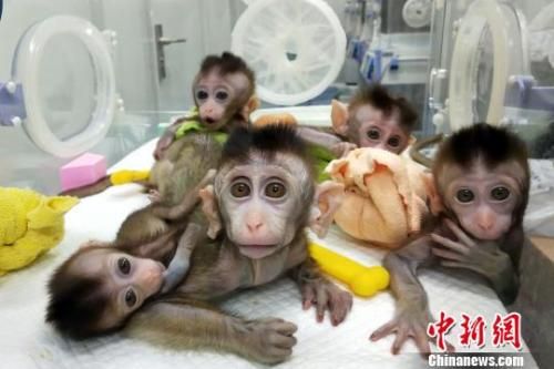 猴子视频怎么弄的 U845P16DT20190124105549.jpg