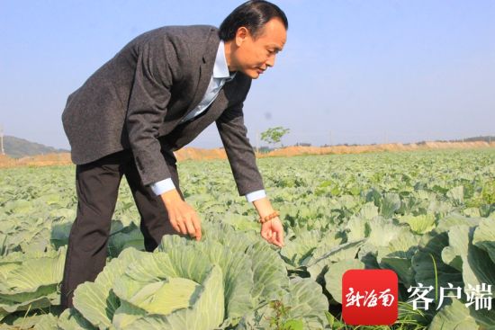 万宁市民丰瓜菜种植专业合作社负责人陈洪正式基地里查看卷包菜长势。记者 苏桂除 摄