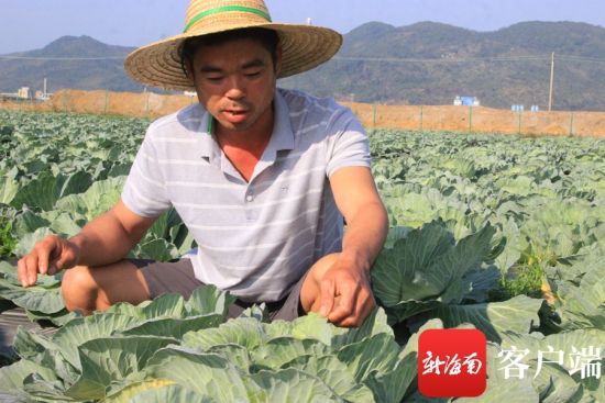农户杨国专正在基地里管护。记者 苏桂除 摄