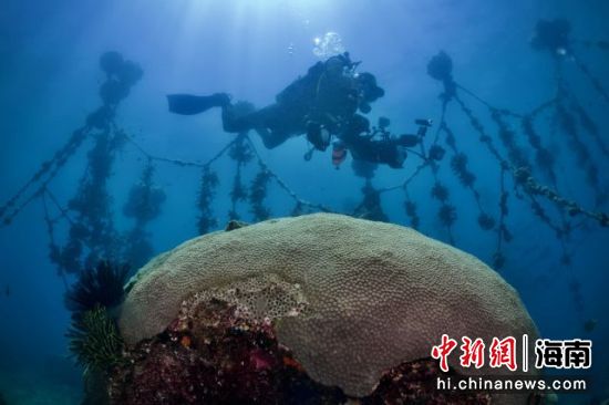 　2021海南国际潜水节-水下摄影大赛作品 主办方供图