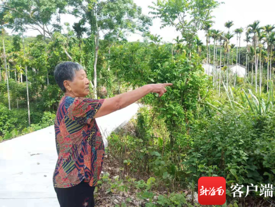 张鲁昂奶奶指认当时果树被砍的位置。记者 苏桂除 摄