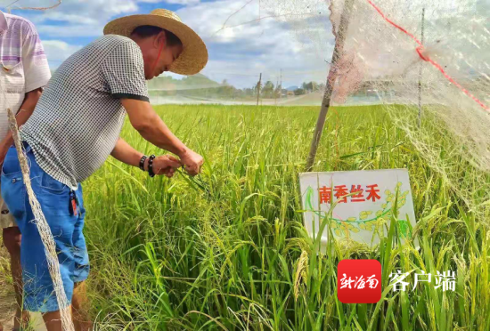 7月23日，陵水椰林镇党史学习教育走进稻田间，专家送技术解难题。