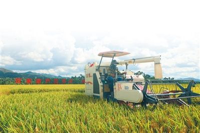 5月14日，在2021年早造“杂交水稻双季亩产3000斤”崖州区(坝头)南繁基地试验示范点测产验收会上，最终汇总的测产结果为平均亩产926.5公斤。 李学仕 摄