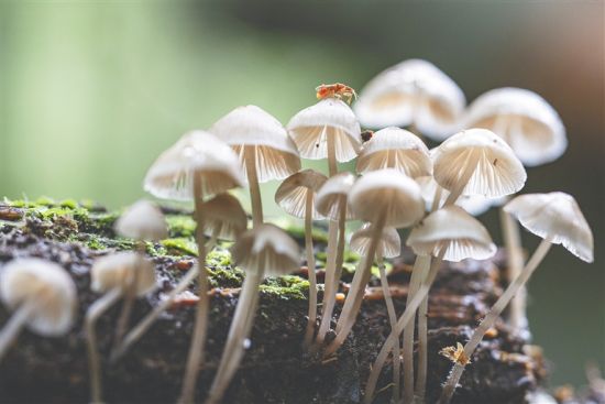 鹦哥岭地区的菌菇。陈泽锋 摄