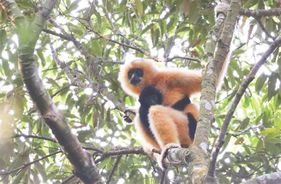 白沙黎族自治县青松乡斧头岭，一只雌性海南长臂猿带幼猿在树上活动。 海南日报记者 李天平 摄
