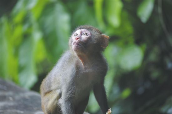 鹦哥岭地区的猕猴。 陈泽锋 摄