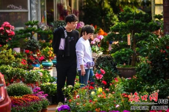 1月10日，市民在海南花卉大世界挑选花卉盆栽。陈长宇 摄