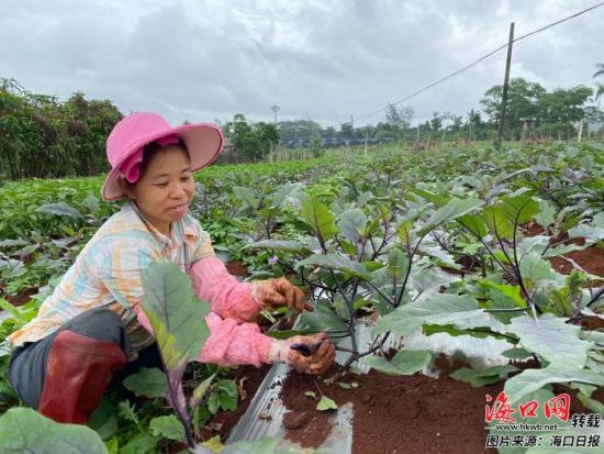 　在三江镇眼镜塘常年蔬菜基地，村民正在修剪枝叶，促进蔬菜更好生长。