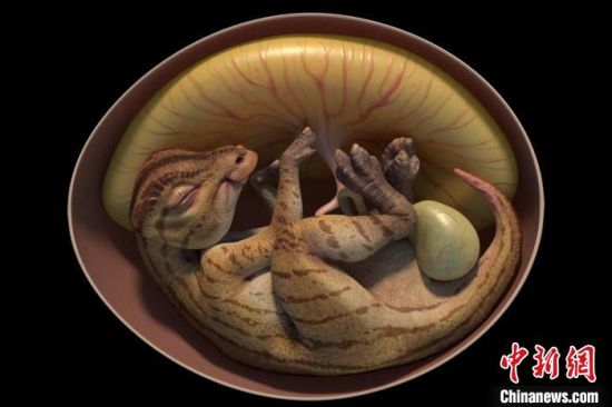鸭嘴龙胚胎化石3D复原图。　英良石材自然历史博物馆供图
