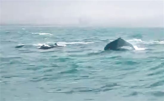 中华白海豚畅游三亚崖州湾。 (视频截图)