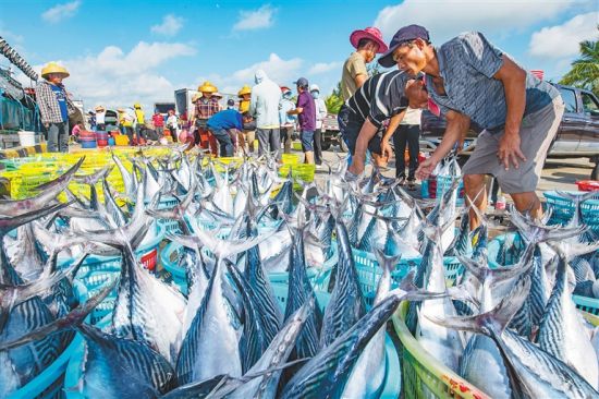 渔民将捕捞到的大鱼摆在琼海市潭门中心渔港售卖。特约记者 蒙钟德 摄