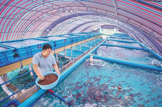 　3月16日，琼海市潭门镇水产养殖户在喂养东星斑。本报记者 袁琛 摄
