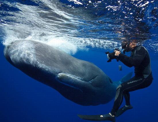 鲸语者带你走进鲸的世界