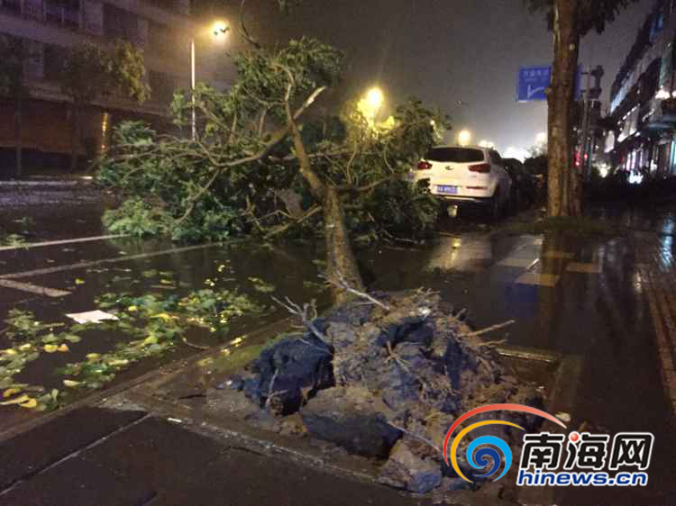 台风银河登陆 海南万宁市区多处树木被吹倒
