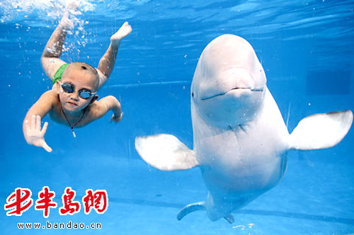 3岁小孩跟白鲸潜水嬉戏 img src= \/images\/pic.