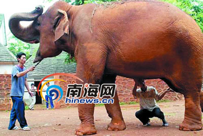 海口金牛岭一头大象假怀孕22月