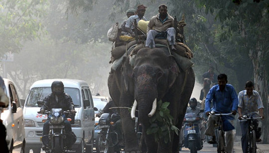 大象印度街头招摇过市 成流行交通工具
