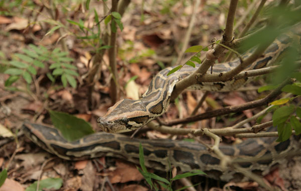 蟒蛇放归自然活动在海南呀诺达景区举行