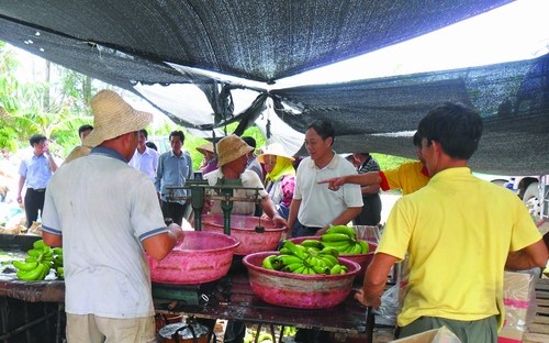 全国销售商齐聚海南订香蕉 平均收购价1.9元\/斤