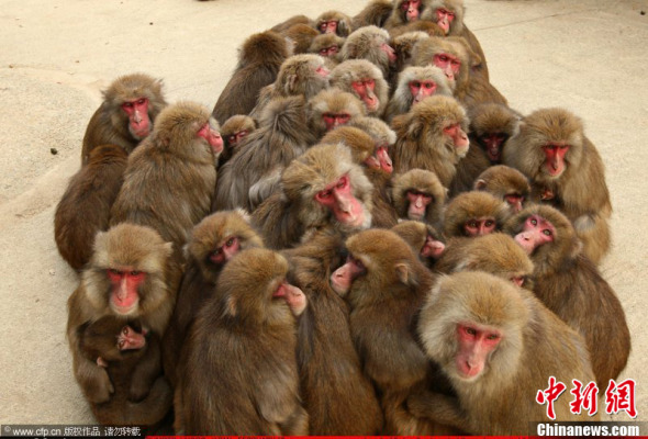 存--日本猕猴抱团取暖