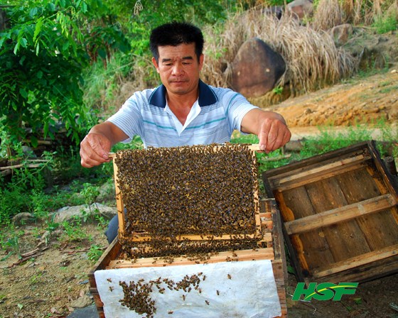 多年养殖蜜蜂的规模却没能壮大