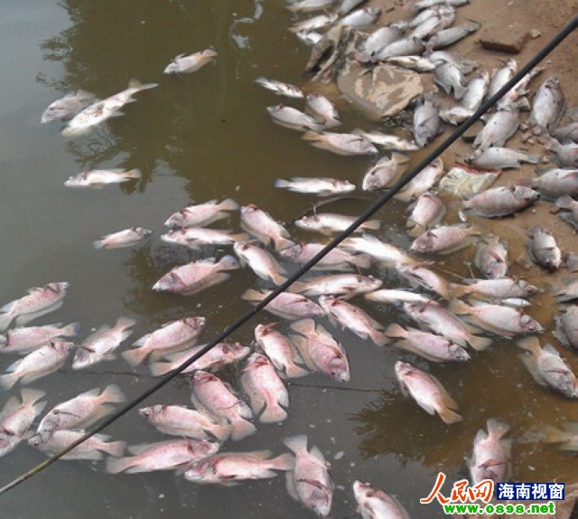 中国红鲤鱼养殖视频
