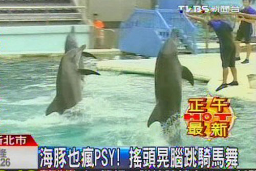陈志朋 骑马舞图片