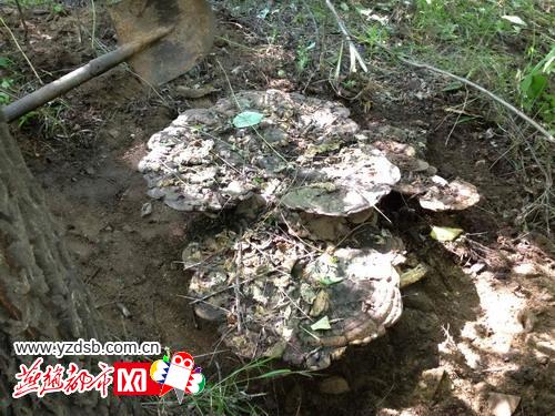 河北邢台太行山发现野生灵芝 长90余厘米