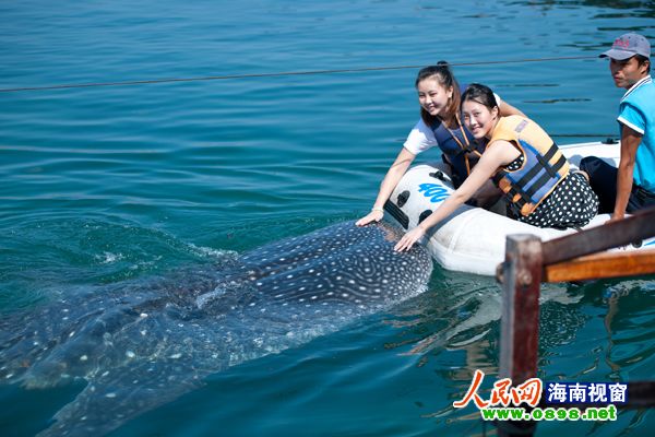 游客在海南陵水分界洲岛与鲸鲨嬉戏