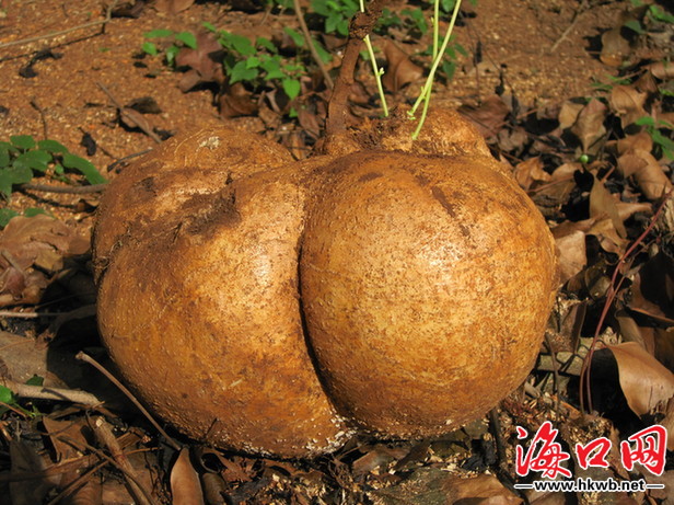 海口村民挖到8斤田薯 有足球大小