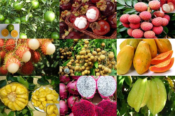 海南热带水果品种能在