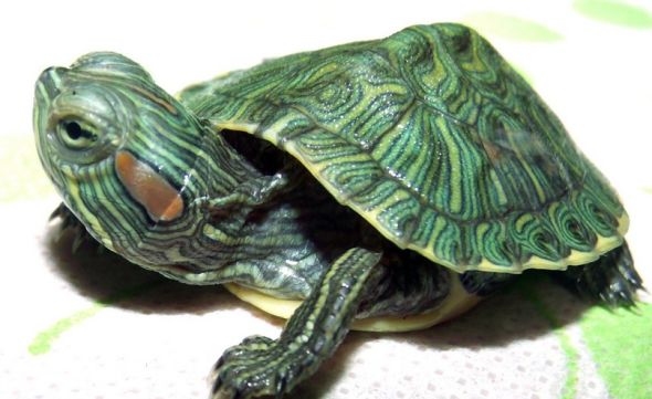 红耳龟海口热卖 外来物种影响生态安全