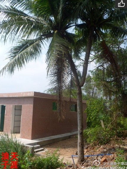 分叉的椰子樹(圖片來自網絡)