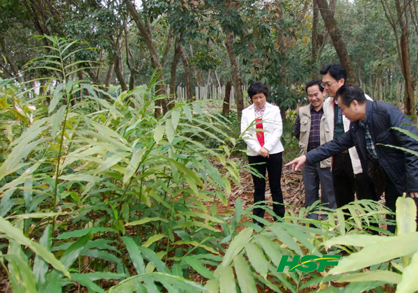 东昌农场二次创业 倾力打造海南 南药养生园