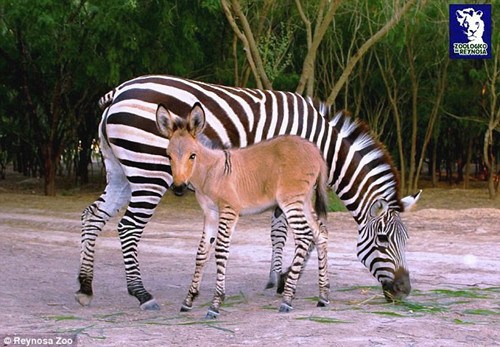 斑马和驴生下斑驴 腿颈有斑纹长相似驴(图)