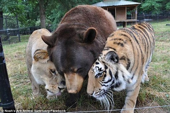 狮子、老虎和熊亲如一家 睡觉吃饭都形影不离