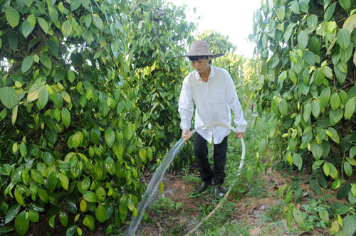 东升农场积极做好农业抗旱和防暑降温工作