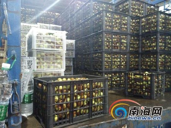海口:大量糖精枣经南北水果批发市场流出