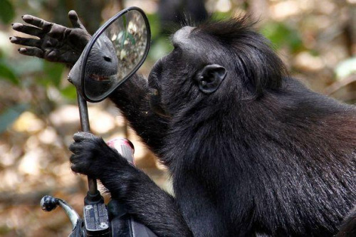 爱美之心猴也有:黑冠猴爬摩托车照镜子逗趣可