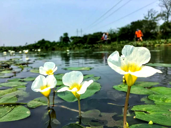 海南省水葫芦防治示范项目启动 拯救水菜花