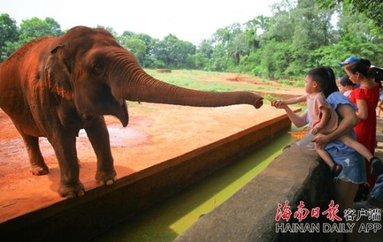 2019年7月18日，在海南热带野生动植物园，游客在给大象喂食。海南日报记者张茂 摄