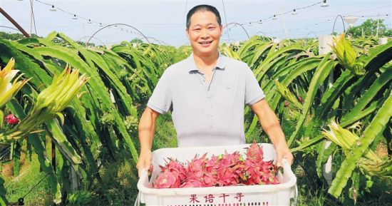 9月14日，在位于昌江乌烈镇的火龙果生产基地，火龙果的丰收让农户喜笑颜开。记者 陈元才 通讯员 杨耀科 摄