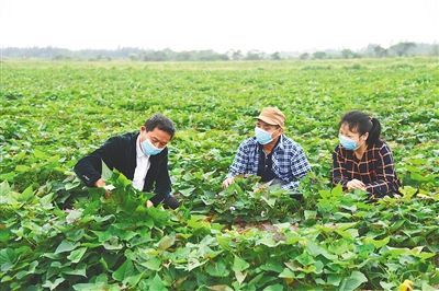 海口市美兰区三江镇，种植户唐爱平和工人们在查看地瓜生长情况。