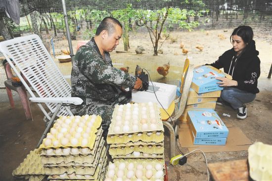 4月7日上午，在加茂村林下蛋鸡养殖基地，脱贫户王广敦（左）在打包鲜鸡蛋。 图/文 本报记者 苏晓杰 通讯员 王家专