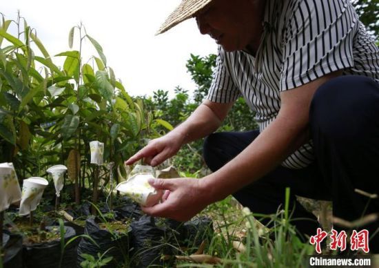 海南保亭一种植基地引种榴莲挂果