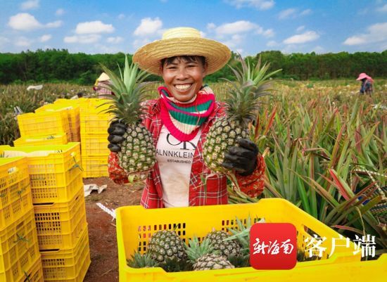 工人采摘凤梨笑开颜。记者 姚皓 摄