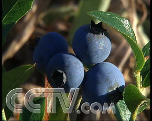 野生的蓝莓出深山 img src= \/images\/pic.gif bor