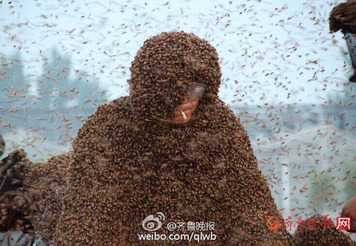 怎么才能找到蜜蜂蜂王 U55P16T10D56885F256DT20150526083532.jpg
