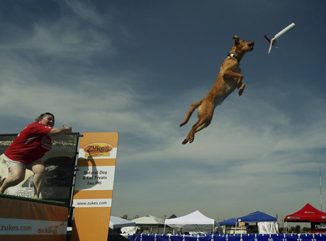美国加州举行宠物狗跳远大赛