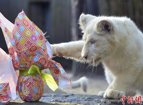法国动物复活节收到礼物 急拆包裹萌萌哒